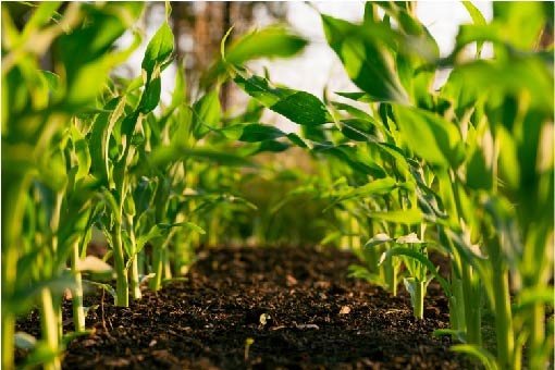 farm22image